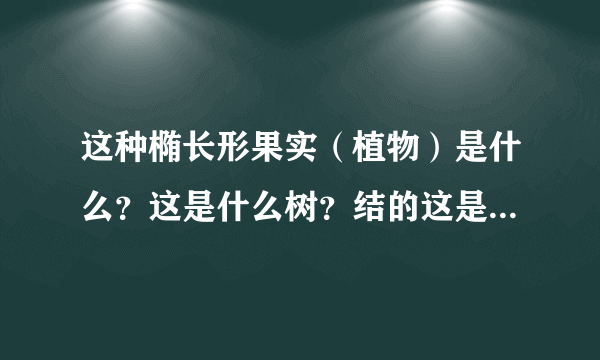 这种椭长形果实（植物）是什么？这是什么树？结的这是什么果实？（见图片）