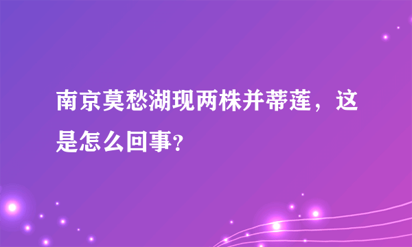 南京莫愁湖现两株并蒂莲，这是怎么回事？