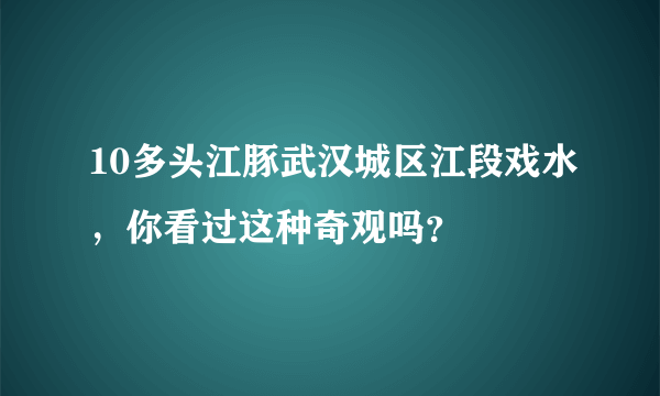 10多头江豚武汉城区江段戏水，你看过这种奇观吗？