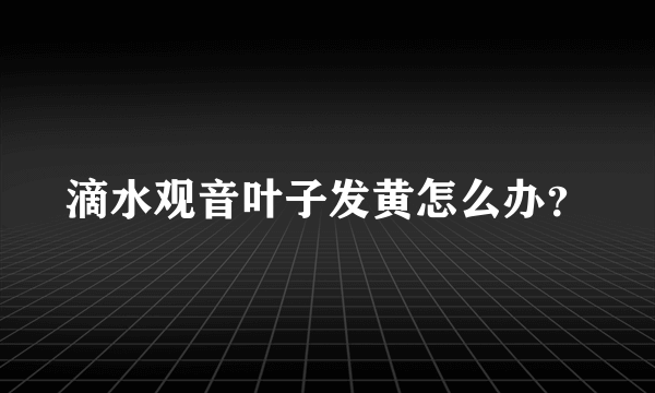 滴水观音叶子发黄怎么办？