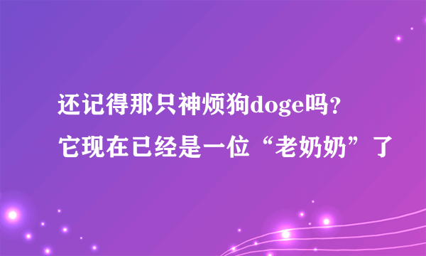 还记得那只神烦狗doge吗？它现在已经是一位“老奶奶”了