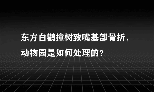 东方白鹳撞树致嘴基部骨折，动物园是如何处理的？