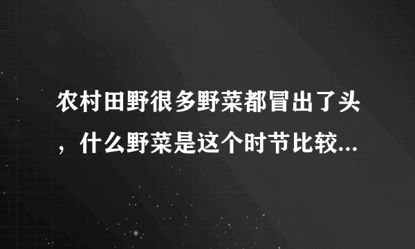 农村田野很多野菜都冒出了头，什么野菜是这个时节比较好采又好吃的？