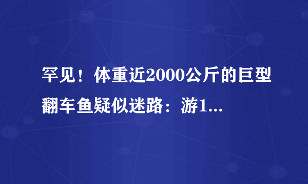 罕见！体重近2000公斤的巨型翻车鱼疑似迷路：游12000公里来到英国