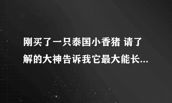 刚买了一只泰国小香猪 请了解的大神告诉我它最大能长到多少斤？是真是假？现在是3个月了 谢谢了～！