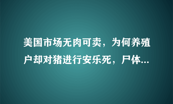 美国市场无肉可卖，为何养殖户却对猪进行安乐死，尸体堆积如山？