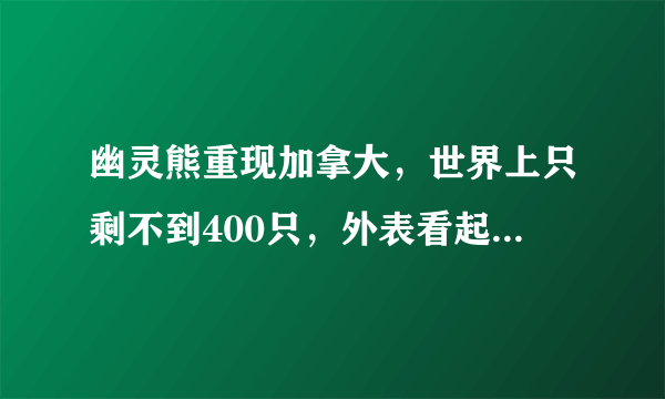 幽灵熊重现加拿大，世界上只剩不到400只，外表看起来像北极熊