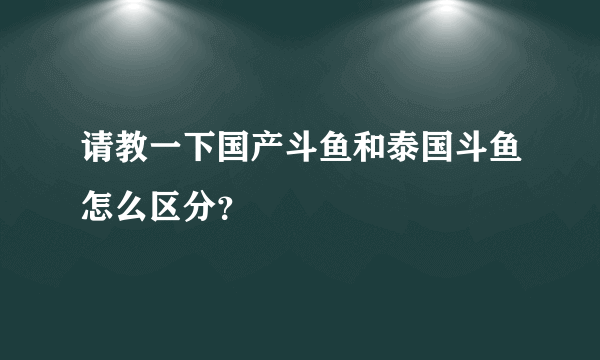 请教一下国产斗鱼和泰国斗鱼怎么区分？