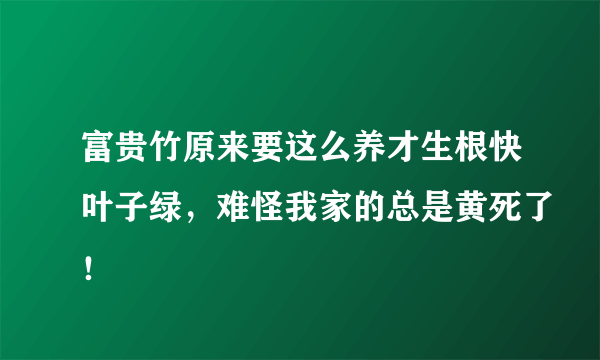 富贵竹原来要这么养才生根快叶子绿，难怪我家的总是黄死了！