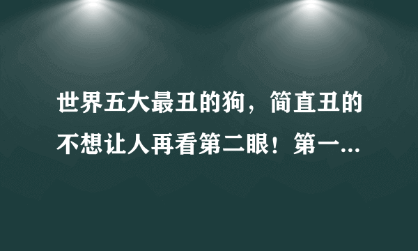 世界五大最丑的狗，简直丑的不想让人再看第二眼！第一名不忍直视