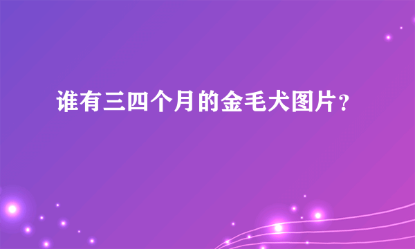 谁有三四个月的金毛犬图片？