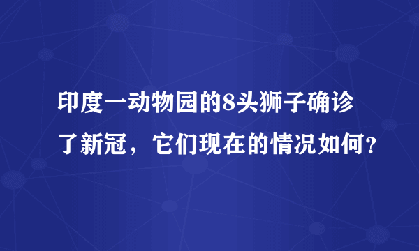 印度一动物园的8头狮子确诊了新冠，它们现在的情况如何？