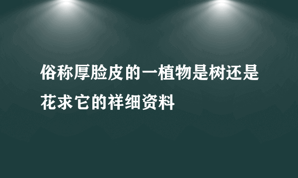 俗称厚脸皮的一植物是树还是花求它的祥细资料