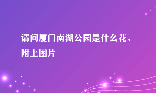 请问厦门南湖公园是什么花，附上图片