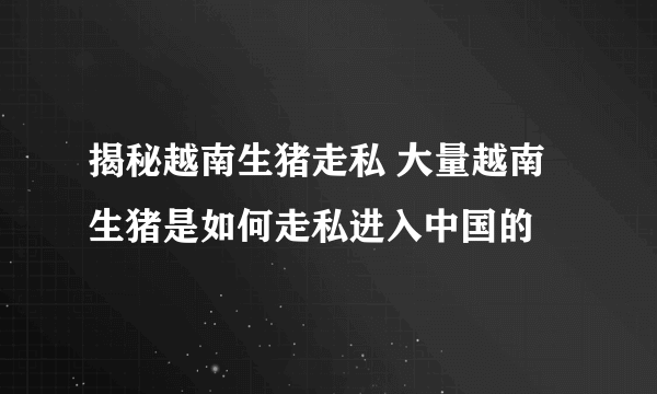 揭秘越南生猪走私 大量越南生猪是如何走私进入中国的