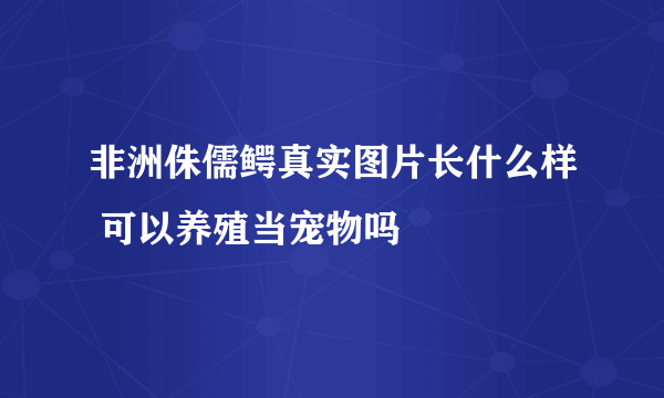 非洲侏儒鳄真实图片长什么样 可以养殖当宠物吗